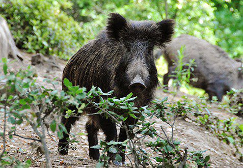 cinghiale