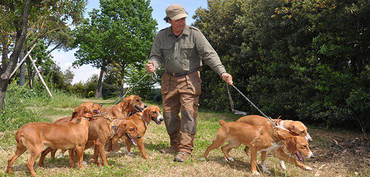 cani da cinghiale